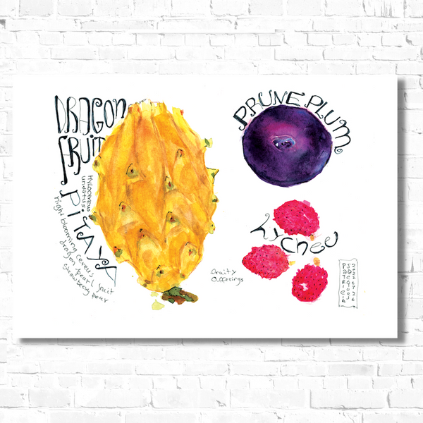 Watercolor, food illustration, dragonfruit illustration, lychee illustration, plum illustration, watercolor art, art print, editorial illustration, art licensing, food illustrator for hire, hire an illustrator, book cover design.